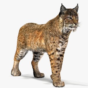 3d bobcat fur lynx rufus model