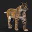 Bobcat (Animado, pele) (Lynx Rufus)