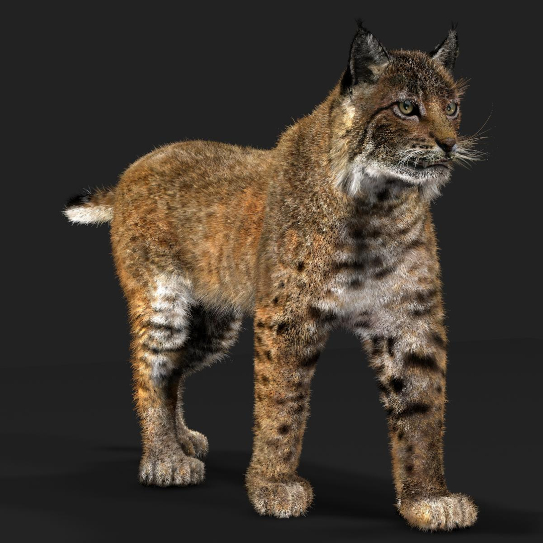 3D Bobcat Fur - TurboSquid 2025440