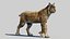 Bobcat (Animado, pele) (Lynx Rufus)