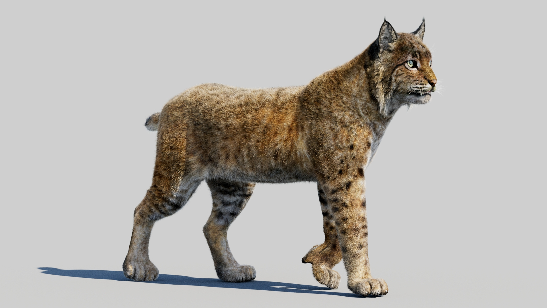 3d bobcat fur lynx rufus model https://p.turbosquid.com/ts-thumb/cY/72HWO8/S1/bobcat3dmodel360view/jpg/1779126238/1920x1080/turn_fit_q99/80ef390bcdd31333138bd03ba2173b3726de3922/bobcat3dmodel360view-1.jpg