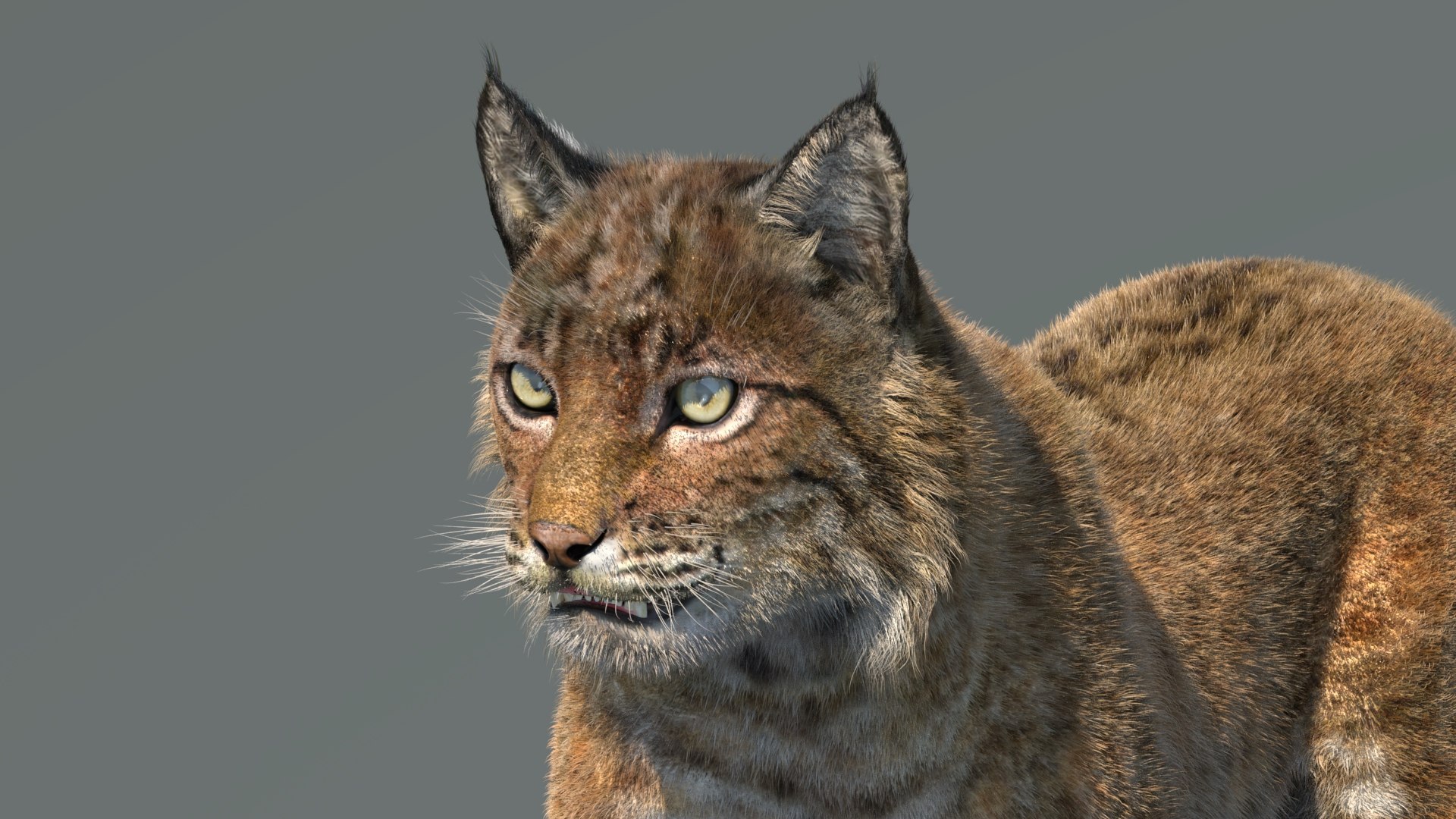 3d bobcat fur lynx rufus model https://p.turbosquid.com/ts-thumb/cY/72HWO8/VI/animatedbobcat3dmodelwithfur10/jpg/1779113496/1920x1080/fit_q87/1958058538068f759eaafccf9421e5c486b22e75/animatedbobcat3dmodelwithfur10.jpg