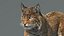 Bobcat (Animado, pele) (Lynx Rufus)
