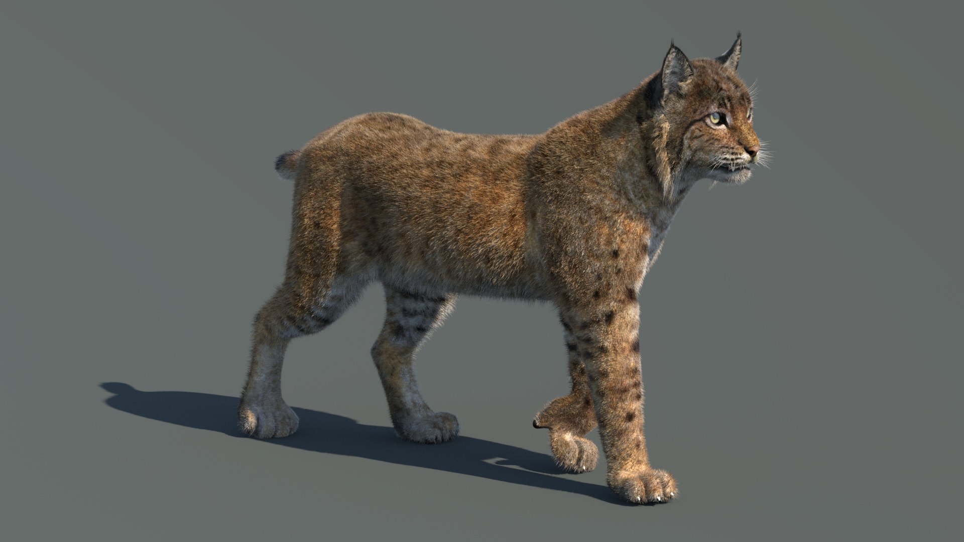 3d bobcat fur lynx rufus model https://p.turbosquid.com/ts-thumb/cY/72HWO8/Wc/animatedbobcat3dmodelwithfur05/jpg/1779094302/1920x1080/fit_q87/7989c778515f6c534d1e06cfcb2737c5d9b7f11f/animatedbobcat3dmodelwithfur05.jpg