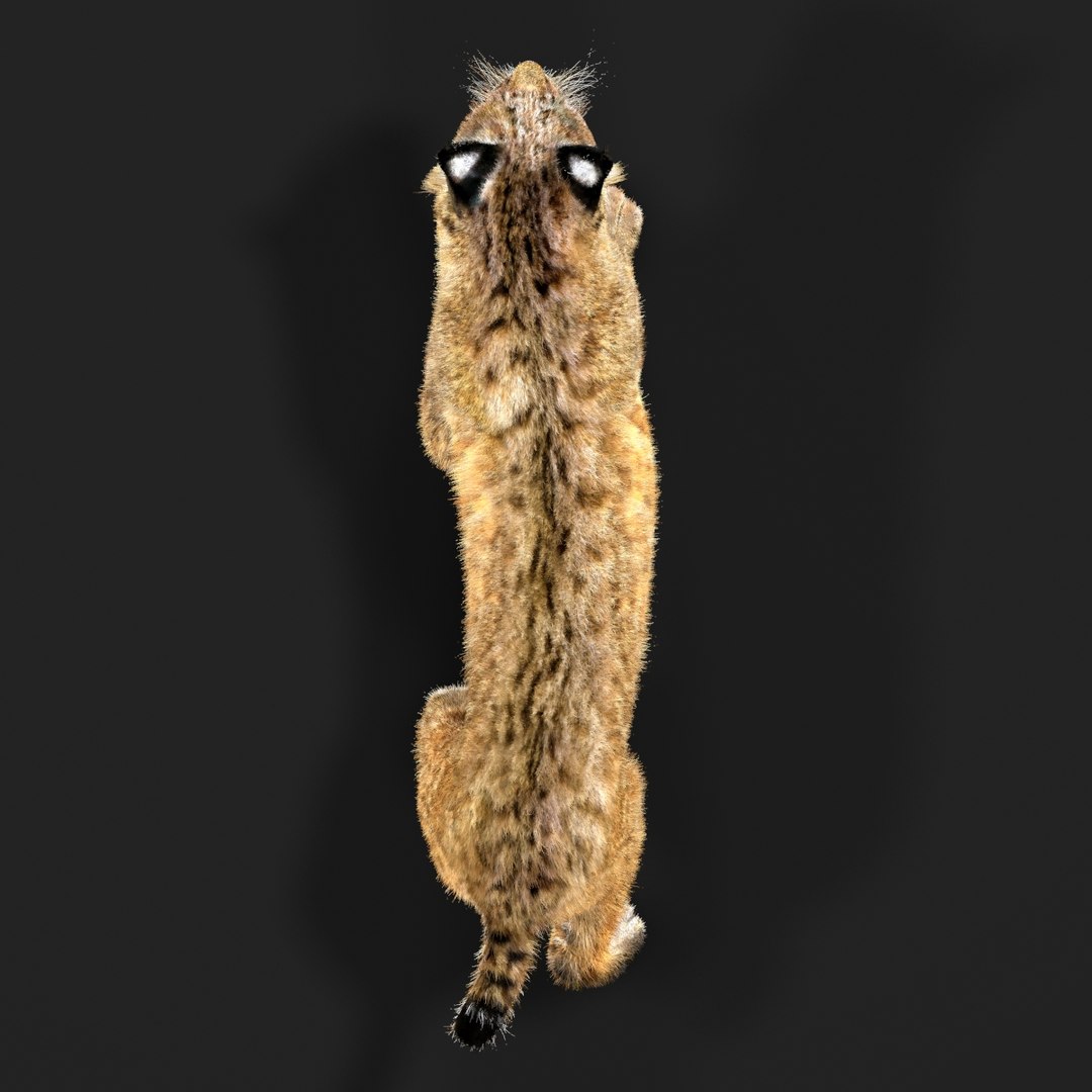 3D Bobcat Fur - TurboSquid 2025440