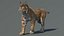 Bobcat (Animado, pele) (Lynx Rufus)