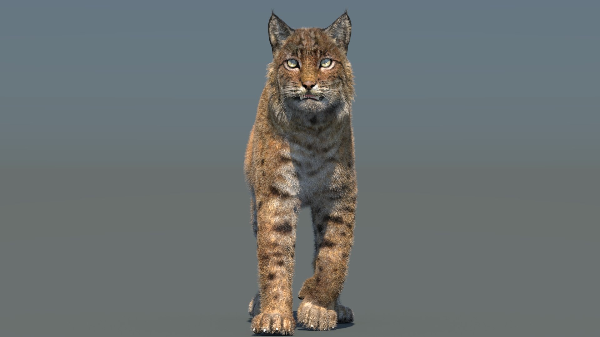 3d bobcat fur lynx rufus model https://p.turbosquid.com/ts-thumb/cY/72HWO8/d1/animatedbobcat3dmodelwithfur04/jpg/1779094302/1920x1080/fit_q87/572a89ef12f8124db1f5b69d408bbef39dd85770/animatedbobcat3dmodelwithfur04.jpg