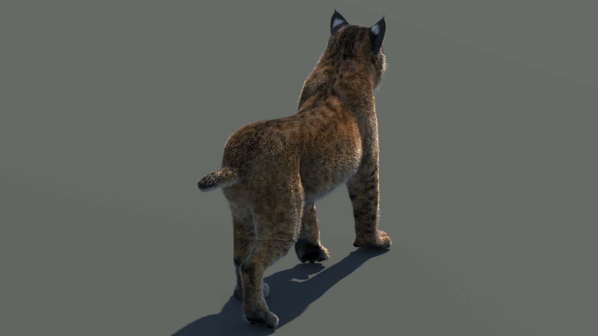 3d bobcat fur lynx rufus model https://p.turbosquid.com/ts-thumb/cY/72HWO8/fX/animatedbobcat3dmodelwithfur07/jpg/1779094303/1920x1080/fit_q87/2795c7ba62244cfb64163e693b01f5fd68bc4011/animatedbobcat3dmodelwithfur07.jpg