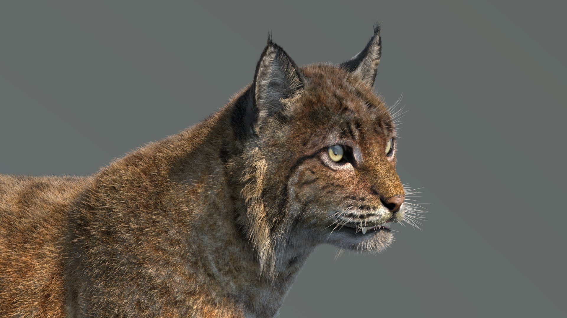 3d bobcat fur lynx rufus model https://p.turbosquid.com/ts-thumb/cY/72HWO8/hA/animatedbobcat3dmodelwithfur11/jpg/1779113496/1920x1080/fit_q87/764f4d5bd948d88daadfee00998f5b844d2999f3/animatedbobcat3dmodelwithfur11.jpg