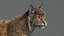Bobcat (Animado, pele) (Lynx Rufus)