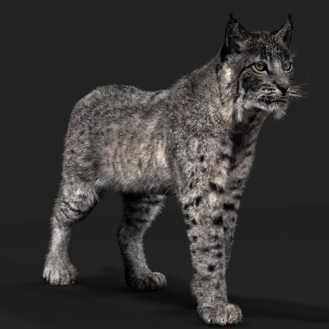 3d bobcat fur lynx rufus model https://p.turbosquid.com/ts-thumb/cY/72HWO8/ilUf63Xh/bobcat_gray02/jpg/1362057755/1920x1080/fit_q87/1aa945198c59cd1fc9626d5b004fb354a143b405/bobcat_gray02.jpg