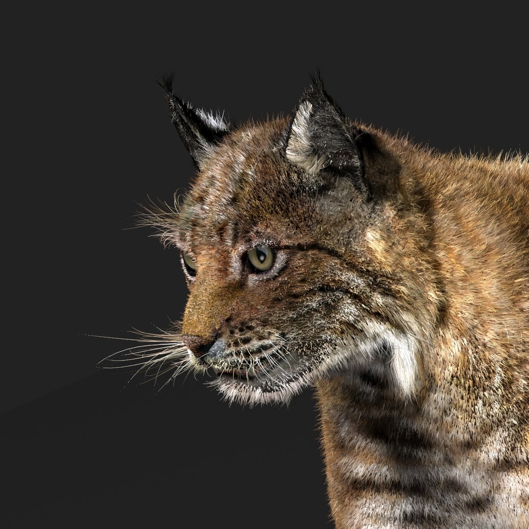 3d Bobcat Fur Lynx Rufus Model