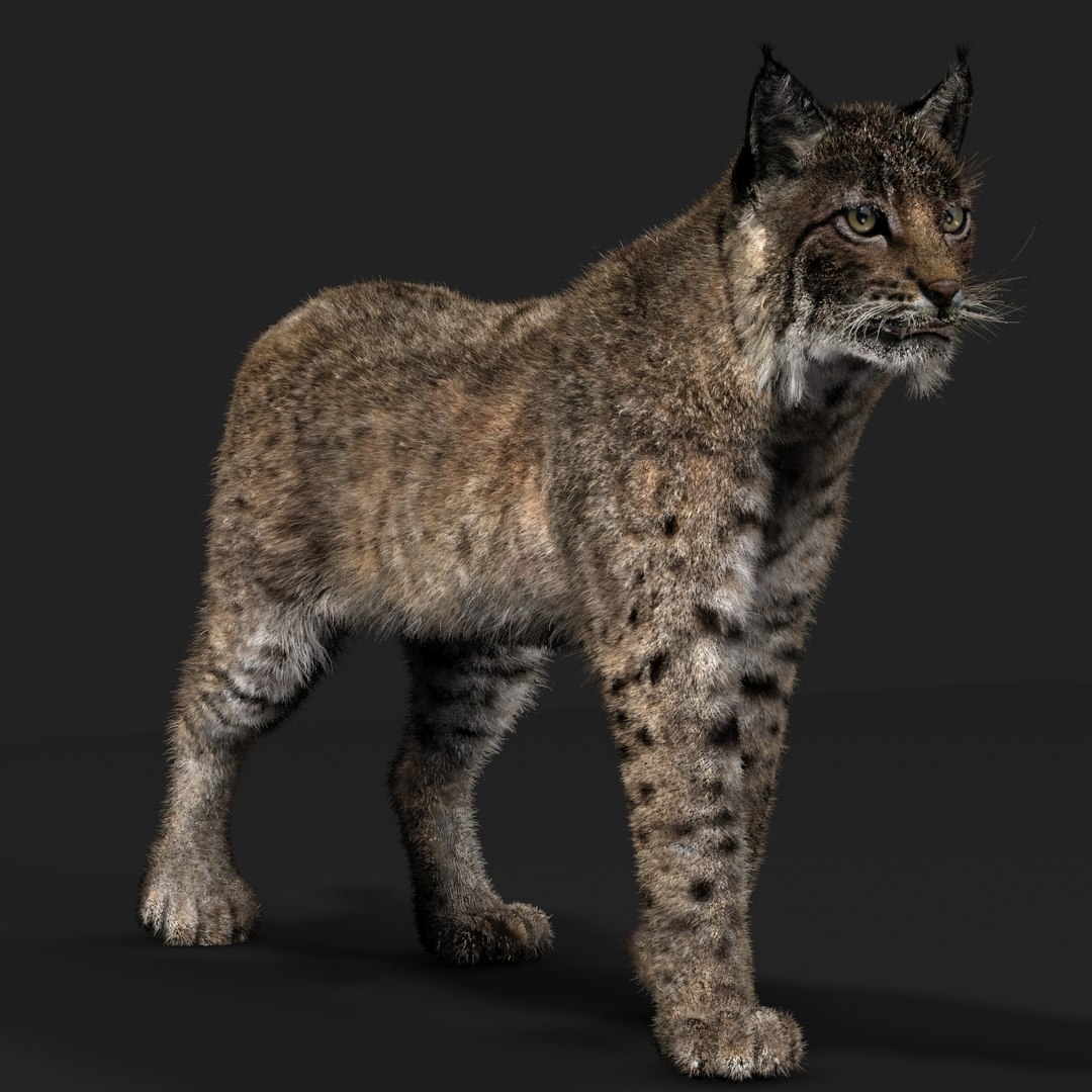 3D Bobcat Fur - TurboSquid 2025440