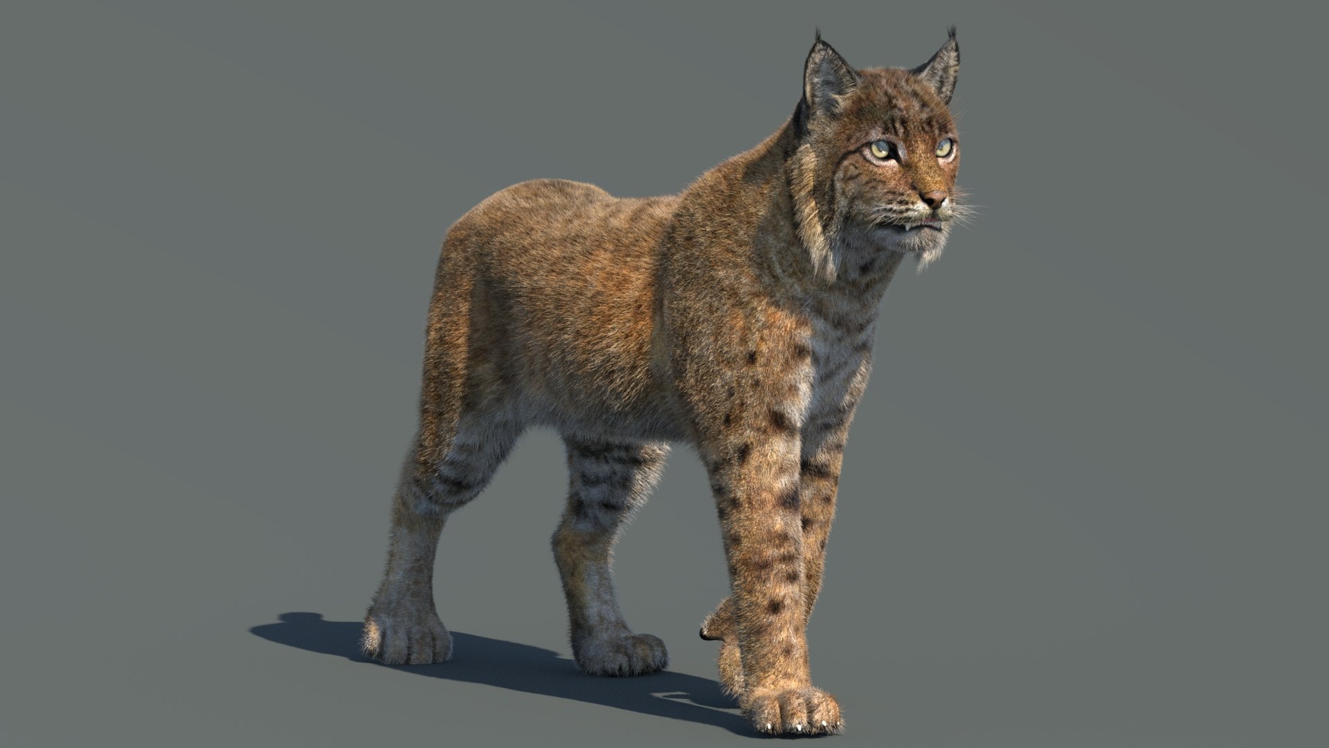 3d bobcat fur lynx rufus model https://p.turbosquid.com/ts-thumb/cY/72HWO8/re/animatedbobcat3dmodelwithfur02/jpg/1779094301/1920x1080/fit_q87/b13839cf82d58f561aa7b0b509b92339892fc027/animatedbobcat3dmodelwithfur02.jpg
