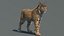 Bobcat (Animado, pele) (Lynx Rufus)