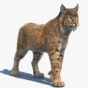 Bobcat Animated fur Lynx Rufus