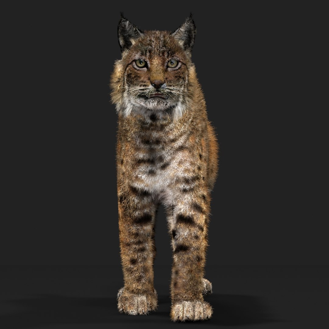 3D Bobcat Fur - TurboSquid 2025440