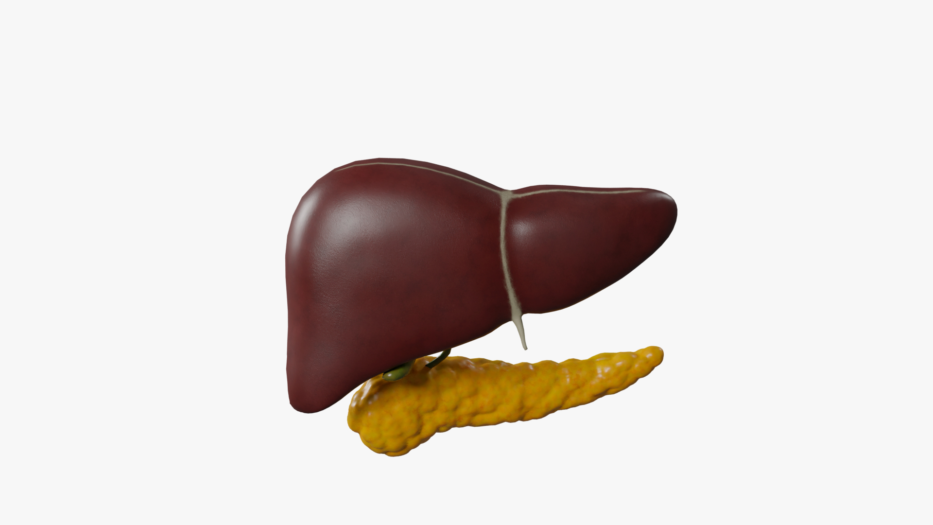 Human Liver And Pancreas Model - TurboSquid 1905968