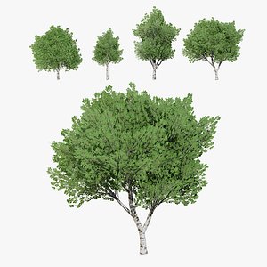 Grey Poplar Tree Pack