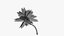 3D Coconut Palm v3