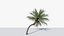 3D Coconut Palm v3