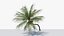 3D Coconut Palm v3