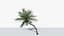3D Coconut Palm v3