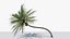3D Coconut Palm v3
