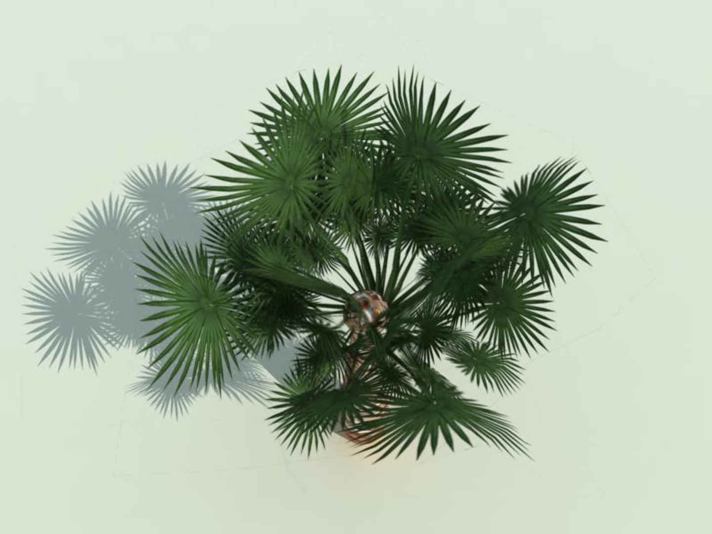 max palm tree