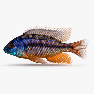 Protomelas Taeniolatus Cichlid