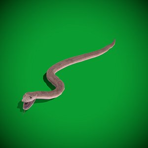 Black Mamba Snake