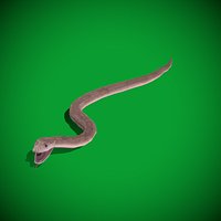 Black Mamba Snake