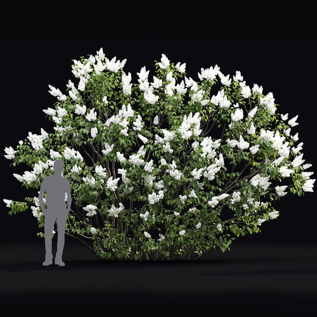 Bush 3 Model - TurboSquid 1485191
