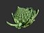 Romanesco broccoli cauliflower 8K ULTRA HD