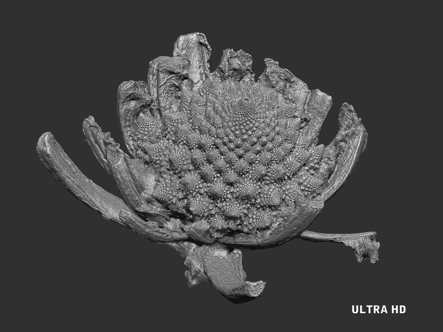 3d romanesco broccoli ultra hd model https://p.turbosquid.com/ts-thumb/cY/p1SOGS/aYPvhZck/65/jpg/1431283397/1920x1080/fit_q87/7883a1b6bdaf6c4a0253f3663a57fe6f88d6880f/65.jpg