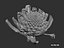 Romanesco broccoli cauliflower 8K ULTRA HD
