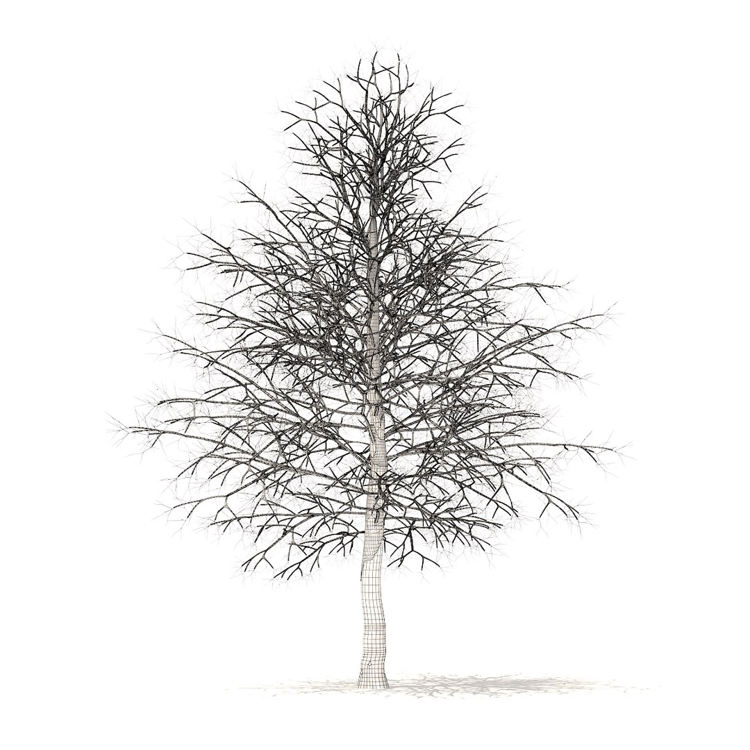 american sweetgum snow 6 model https://p.turbosquid.com/ts-thumb/cY/sdh120/5pH8xvtd/cgaxis_models_100_3800grid/jpg/1524816608/1920x1080/fit_q87/89f7a39ad178d91f994094027ed173dde9235a9b/cgaxis_models_100_3800grid.jpg