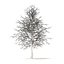 American Sweetgum with Snow 3D Model 6.3m