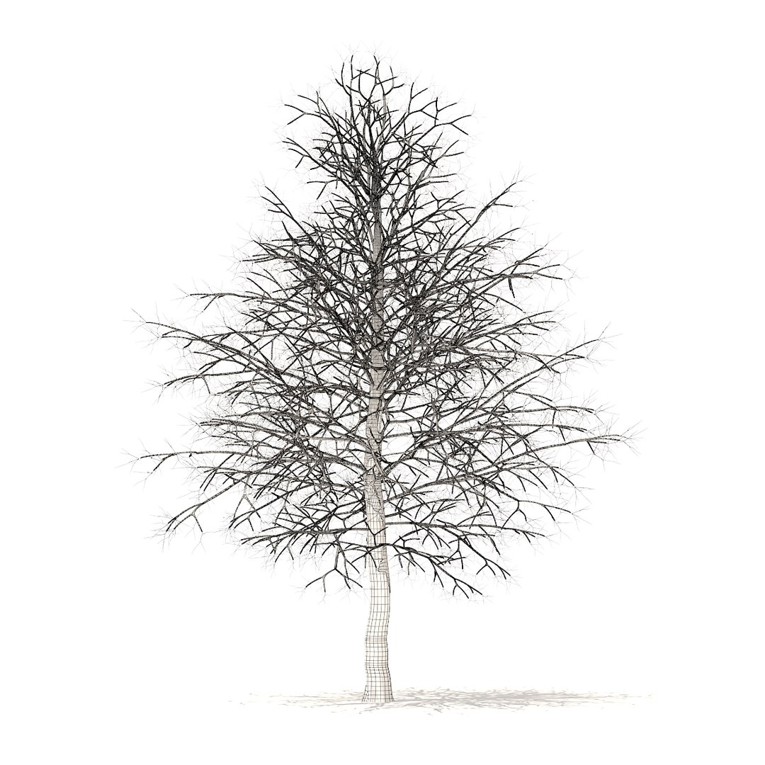 american sweetgum snow 6 model https://p.turbosquid.com/ts-thumb/cY/sdh120/6BjvZQ6F/cgaxis_models_100_3802grid/jpg/1524816608/1920x1080/fit_q87/df166c7f2840e369257de7ba3a8855d84be1b276/cgaxis_models_100_3802grid.jpg