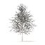 American Sweetgum with Snow 3D Model 6.3m