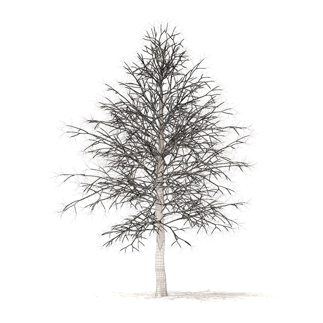 american sweetgum snow 6 model https://p.turbosquid.com/ts-thumb/cY/sdh120/J68GpJxy/cgaxis_models_100_3801grid/jpg/1524816608/1920x1080/fit_q87/e121a07fb7a4d6057ea20cd28a818a6a16ded72a/cgaxis_models_100_3801grid.jpg