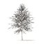 American Sweetgum with Snow 3D Model 6.3m