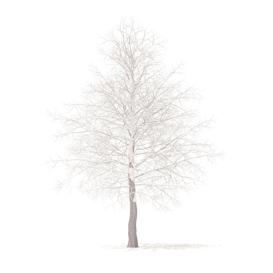 american sweetgum snow 6 model https://p.turbosquid.com/ts-thumb/cY/sdh120/SN2XqJub/cgaxis_models_100_3802/jpg/1524816608/1920x1080/fit_q87/c5be7220dce4622ba2cd1a296e735171c1500321/cgaxis_models_100_3802.jpg