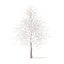 American Sweetgum with Snow 3D Model 6.3m