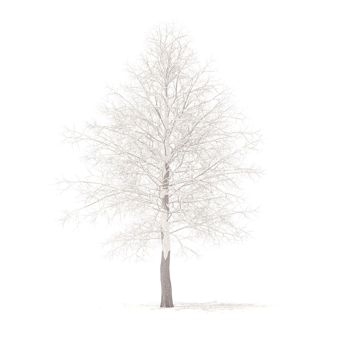 american sweetgum snow 6 model https://p.turbosquid.com/ts-thumb/cY/sdh120/x6XovbPH/cgaxis_models_100_3801/jpg/1524816608/1920x1080/fit_q87/8abb0119f53c59408e872ec1f2076fcef5dd46ed/cgaxis_models_100_3801.jpg