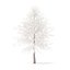 American Sweetgum with Snow 3D Model 6.3m