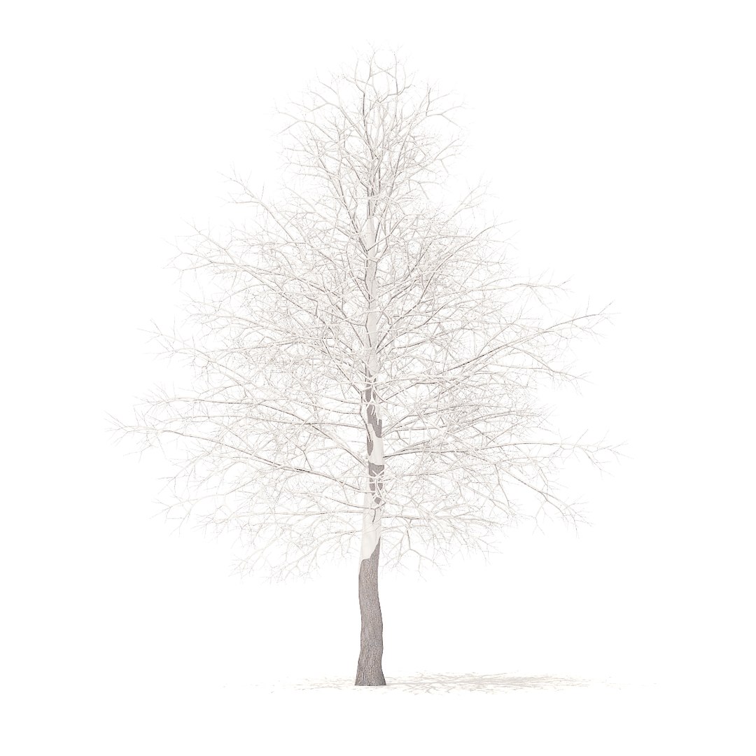 american sweetgum snow 6 model https://p.turbosquid.com/ts-thumb/cY/sdh120/xo4rVyWX/cgaxis_models_100_3800/jpg/1524816608/1920x1080/fit_q87/87ebc312df46442b01546ba42e2a9974a131a9ff/cgaxis_models_100_3800.jpg