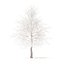 American Sweetgum with Snow 3D Model 6.3m