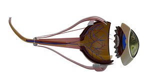 human eye anatomy 3d model 3D model