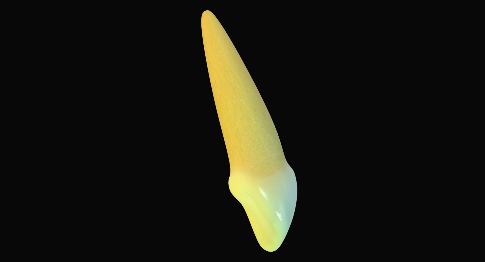 Max Primary Lateral Incisor